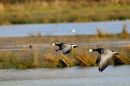 Barnacle Geese low over marshland