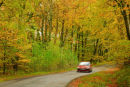 Autumn Beech