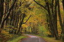 Beech Tree row in Autumn