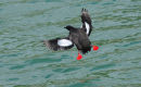 Black Guillemot touch down