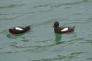 Black Guillemot courtship display