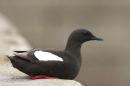 Black Guillemot on harbour wall