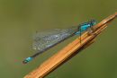Blue tailed Damselfly