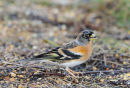 Brambling