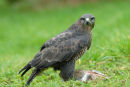 Buzzard on rabbit