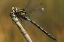 Common Hawker