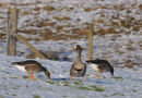Greenland white-fronted Geese feeding