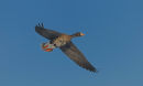 Greenland white-fronted Goose in flight