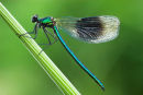 Banded Demoiselle (Male)