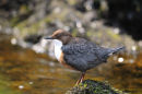 Dipper on rock