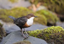 Dipper