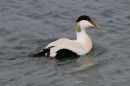 Eider Duck (male)