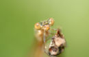 Emerald Damselfly