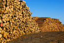 Forestry Log Piles