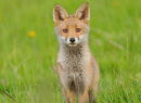 Fox cub comes out to play