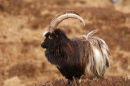 Wild Goat in the Galloway Forest Park