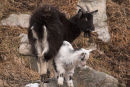 Goat with kid