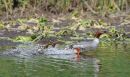 Female Goosander with young