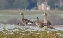 Small group of Greenland white-fronted Geese