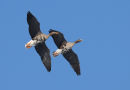 Greenland white-fronted Geese in flight against blue sky
