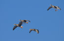 Greenland white-fronted Geese stacking up