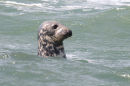 Grey Seal