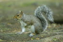 Grey Squirrel