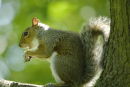 Grey Squirrel
