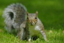 Grey Squirrel