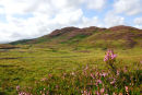 Grobdale heather landscape