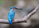 Kingfisher on perch with fish
