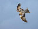 Leucistic Red Kite