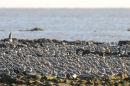 Knot flock at rest