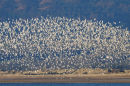 Flock of Knot in flight