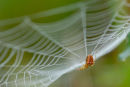 Meta segmentata spider