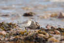 Juvenile Sanderling