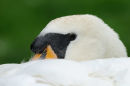 Male Mute Swan head