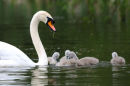 Mute Swan and family