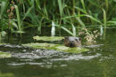 Otter