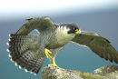 Peregrine Falcon