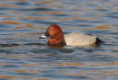 Pochard (male)