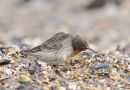 Purple Sandpiper