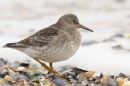 Purple Sandpiper