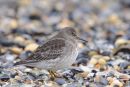 Purple Sandpiper