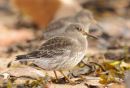 Purple Sandpiper