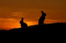 Rabbits at sunset