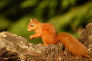 Red Squirrel