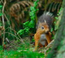 Red Squirrel