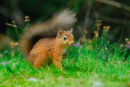 Red Squirrel