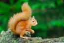 Red Squirrel
